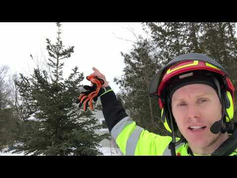 When is a good time to prune evergreen trees?