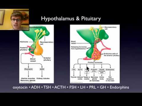 Day 3 Endocrine System and Hormones