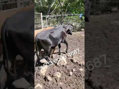 Santa Rosa de Lima, La Unión Norte, domingo 07 de diciembre 2025