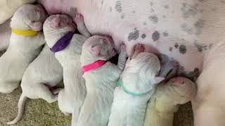 Mata Dogo Argentino: the runt of the litter