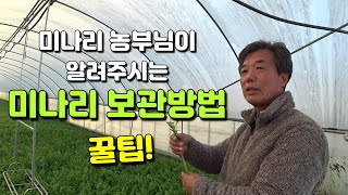 쉽게 물러지는 미나리! 보관시 주의해야할 점은? [대구 1호 친환경 미나리 농부님]