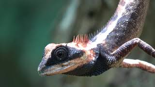 Sur les traces de Mowgli