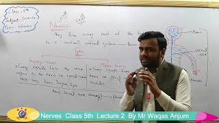 Nerves; Sensory and Motor Nerves - Science | Lecture 2 | Class 5th