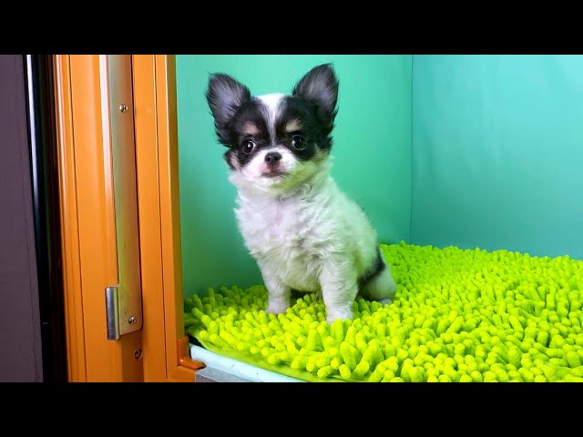 (子犬) 犬種：チワワ・ロングコート 女の子 ブリーダー マロニエケンネル　MARRONNIER KENNEL k3823の画像