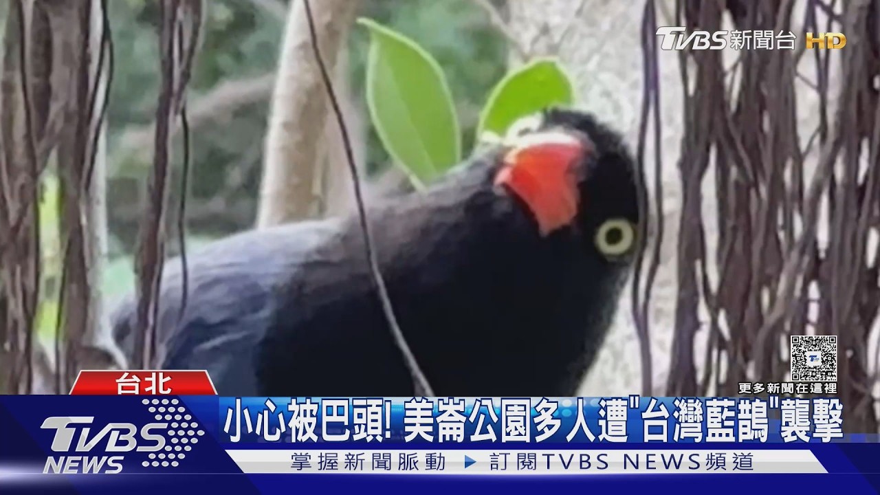 影音/美崙公園「台灣藍鵲巴頭」頻傳!5秒遭攻擊2次 反擊恐罰100萬