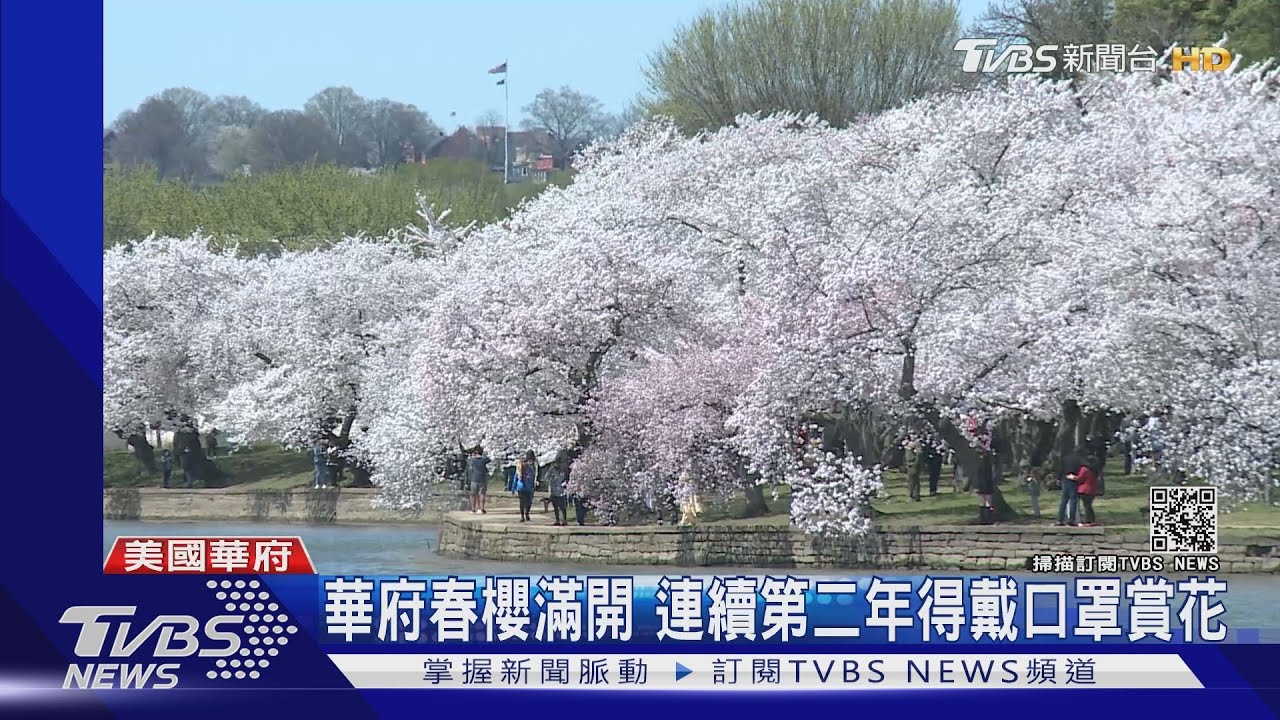 華府春櫻滿開 連續第二年得戴口罩賞花