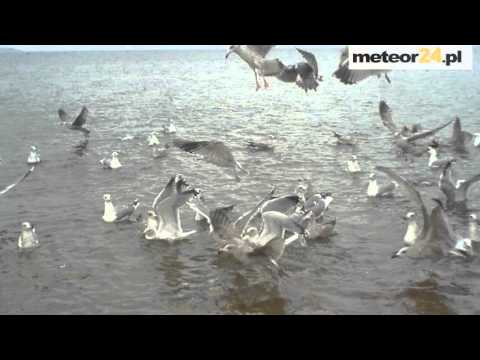 Pokoje Gościnne Błękitna Laguna - Rewa meteor24.pl