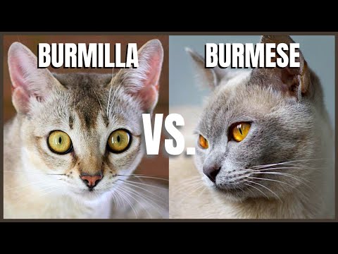 Burmilla Cat VS. Burmese Cat