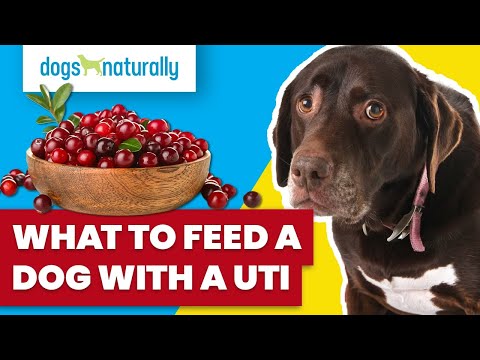 What To Feed A Dog With A UTI