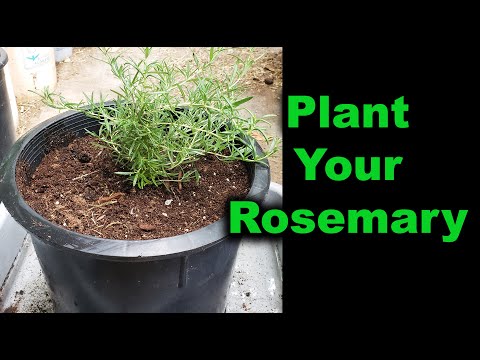 How To Plant Rosemary