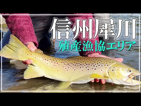 犀川本流トラウトフィッシング