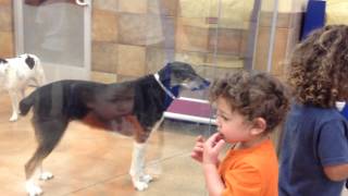 At The PetSmart Pet Hotel