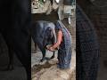 Smart Dairy Woman Clean Buffalo Farming Buffalomilking Dairyfarm