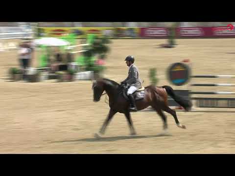 Coros 3, 1. Qualifikation  Bundeschampionat 2021, Hengst v. Cornet Obelensky-Arpeggio, geb. 2015