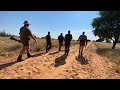 Kalahari Lion Hunt