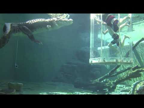 Chopper in Cage of Death