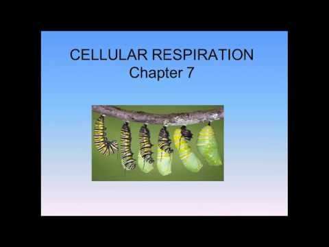 Chap  7 Cellular Respiration