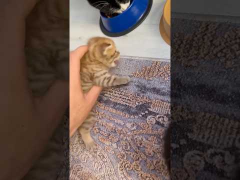 للعلم هاد القط اسمو شيرو هلق عندو اولاد واحفاد 😂😭 #روناس #cat #اكسبلور #قطط