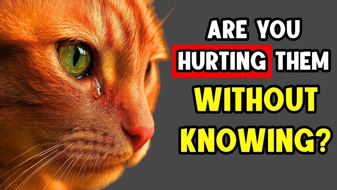 THESE 9 EVERYDAY THINGS HURT YOUR CAT'S FEELINGS! 🐈