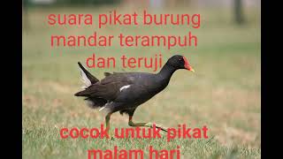 Download lagu suara pikat burung mandar batu terbukti ampuh, cocok untuk pikat malam hari..!! mp3