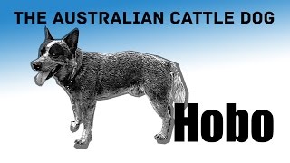 Australian cattle dog Hobo catching ball. Blue heeler exercises