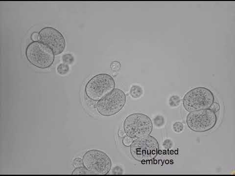 STAP cells are derived from ES cells