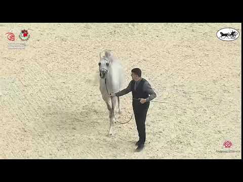 N 266 KA NABRAS   Abu Dhabi International Arabian Horse Championship 2021   Stallions 4 6 Years Old