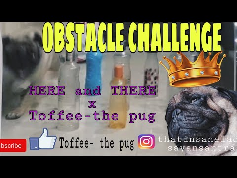 Obstacle Challenge || Toffee - the pug || Funny pug Videos || HERE and THERE