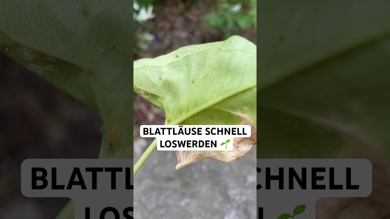 Blattläuse erkennen und loswerden 🌿 So schützt du deine Pflanzen mit Neemöl und Florfliegenlarven!