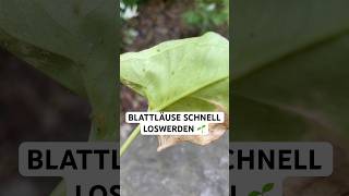 Blattläuse erkennen und loswerden 🌿 So schützt du deine Pflanzen mit Neemöl und Florfliegenlarven!