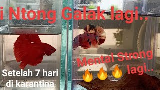 Download lagu Cara Mudah dan Ampuh agar Ikan Cupang Ngedok (Galak) lagi 🔥🔥🔥 mp3