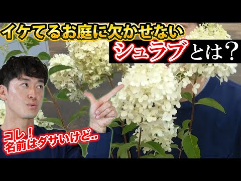 ラウンドナッツエッジ、アジアナッツエッジ、タイガーナッツエッジ、オニオングラスまたは塊茎ナッツエッジ