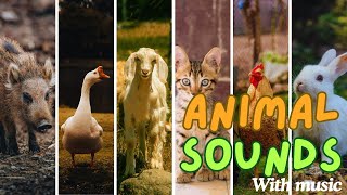 Cute Little Animals: Wild Animals with Sounds | Elephant, Horse, Lion, Cow, Parrot, Duck