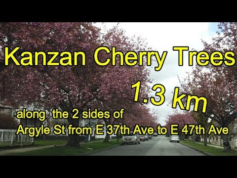 《每天五分鐘》1.3 公里櫻花樹 Kanzan Cherry Trees on Argyle Street from E 37th Ave to E 47th Ave