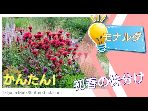 モナルダについて詳しく解説