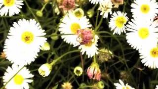 E.V.O.L by DC Salas - ToysForBoys Records 026