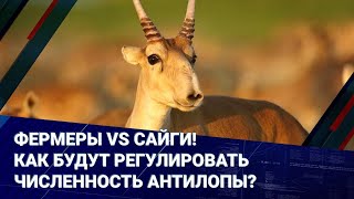 Фермеры vs сайги! Как будут регулировать численность антилопы? 