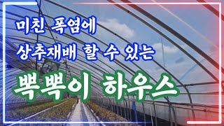 미친 폭염 때문에 뽁뽁이 비닐하우스에서 상추재배하기