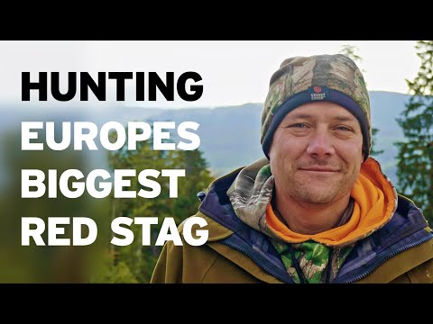 Chasing Europes biggest red stag!