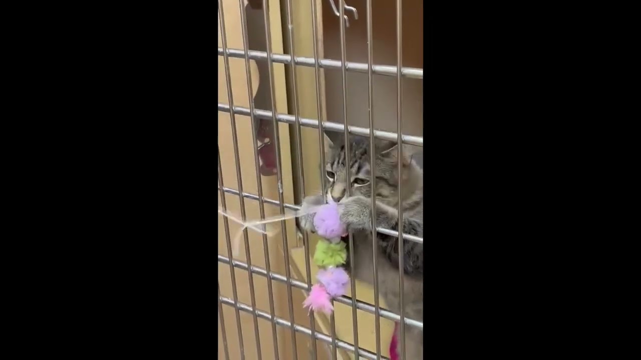 Enlarge Cumin, a ADOPTABLE mixed breed in Woodbridge, ON video 6/6