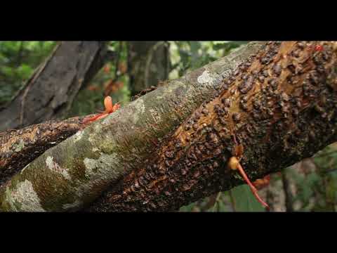 Explore the Living Root Bridge in Mawlynnong, Meghalaya | India’s Marvel of Natural Architecture