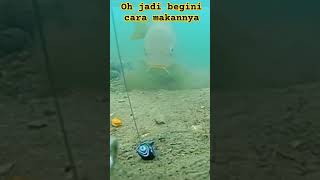 Download lagu cara makan ikan mas / tombro mp3