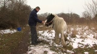 preview picture of video 'World Horse Welfare Christmas Message 2013'