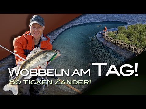 With a wobbler during the day? This is how zander tick! With a competition!