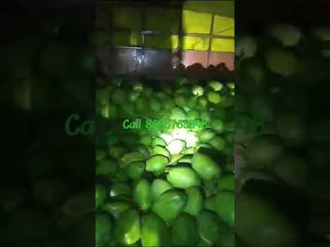 A grade solid green tender coconut, packaging size: ton load...