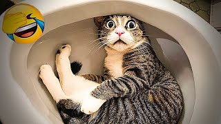 You Laugh You Lose Dogs And Cats 🙀 Best Funny Animal Videos 😍