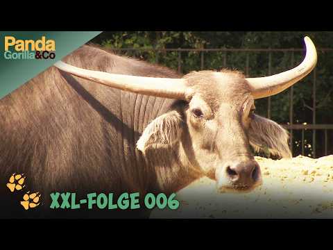 Sommer-XXL-Spezial: Sommerstimmung im ganzen Zoo | Panda, Gorilla & Co.