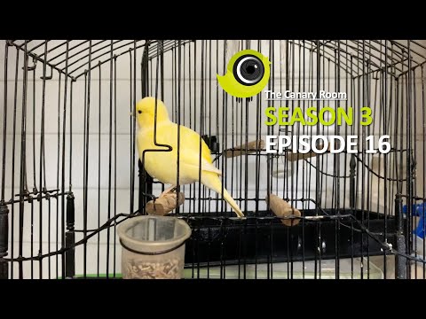 The Canary Room - Episode  16 The lost Episode!