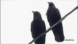 Crow Couple Hangs Out On A Wire
