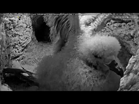 20.04.28 Live Endangered Bermuda Cahows - 絨毛球第61天 Chick is 61 days old